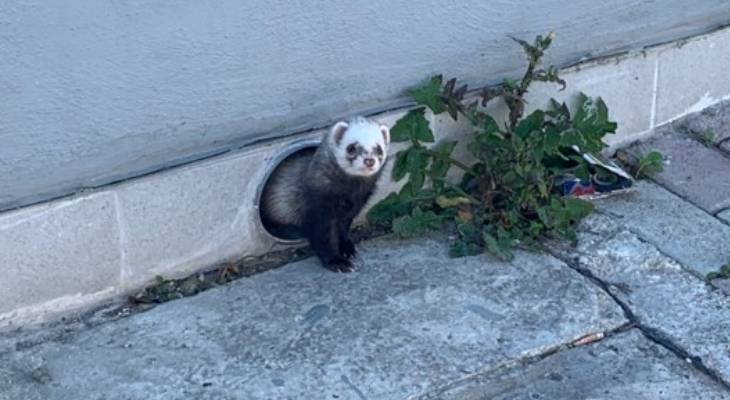 Yuss! Online community rallies to locate owner of little ferret spotted in birkirkara