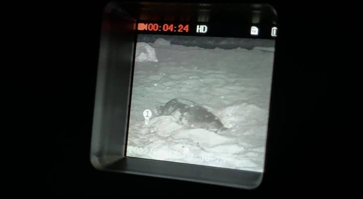 Turtle nest