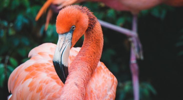 Pretty in pink: tomorrow morning you can watch these glorious Greater Flamingos – live!