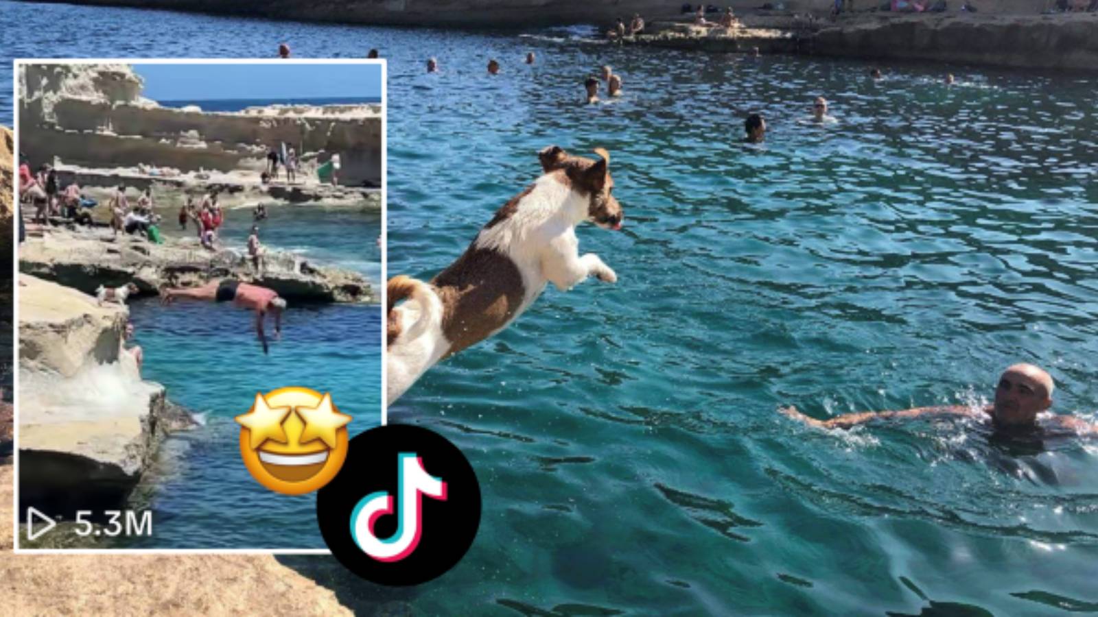 Go Tina! Malta’s favourite diving pup goes viral on TikTok with 5.3 ...