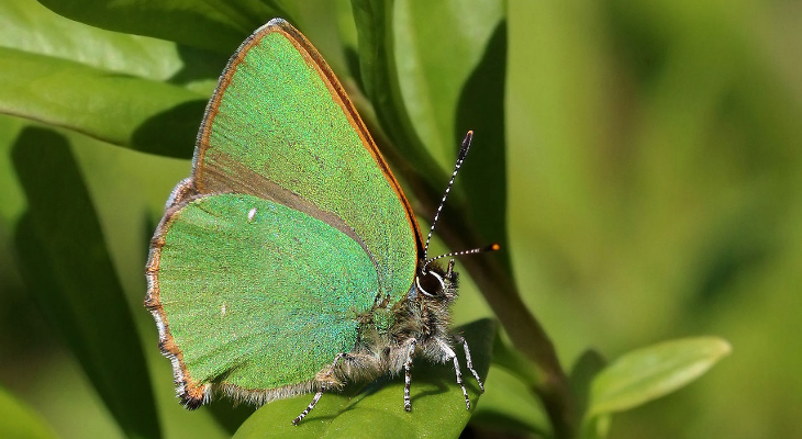 Green hairstreak (Callophrys rubi)