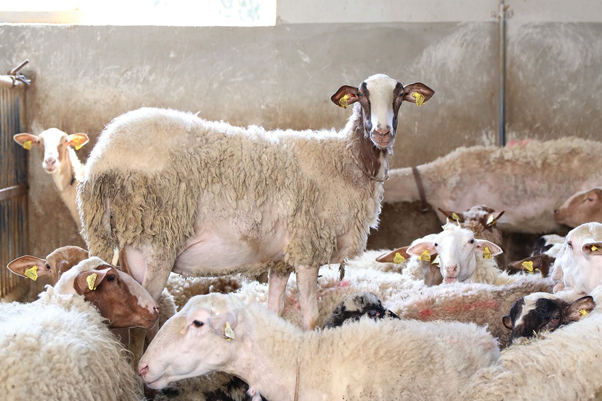 Cheesemaking Malta