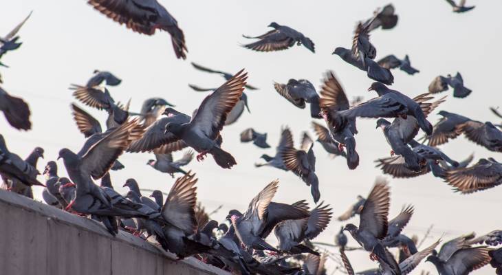 Oorhh! Fines incoming for those who disrespect pigeon etiquette act