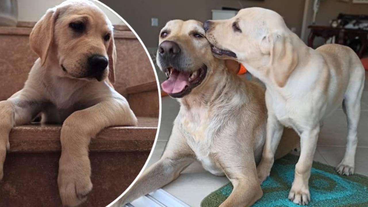 How To Shave Labrador