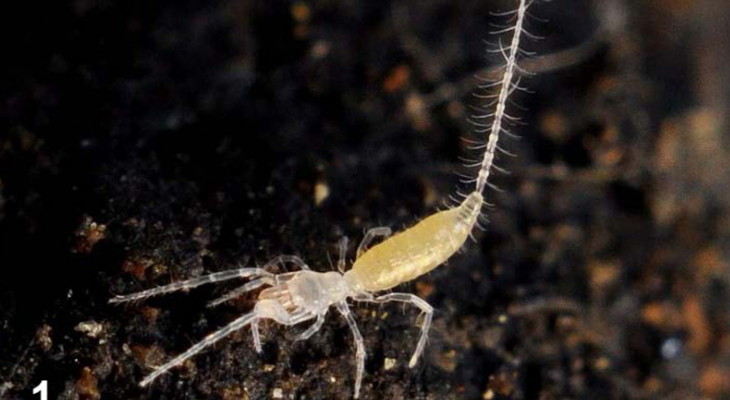 Eukoenia