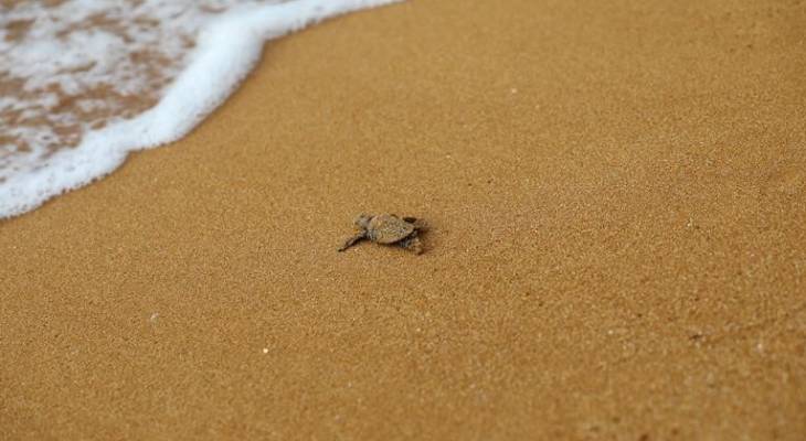Loggerhead turtles in Malta