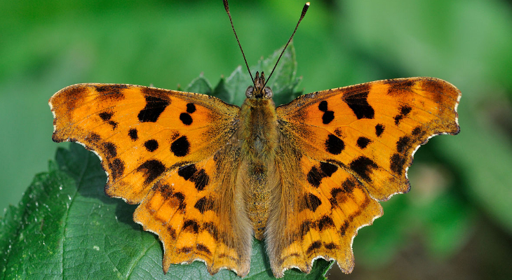 Comma (Polygonia C-Album)