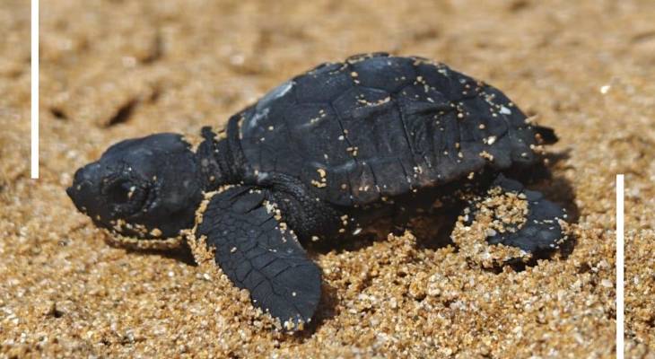 Turtles released at Ramla l-Hamra