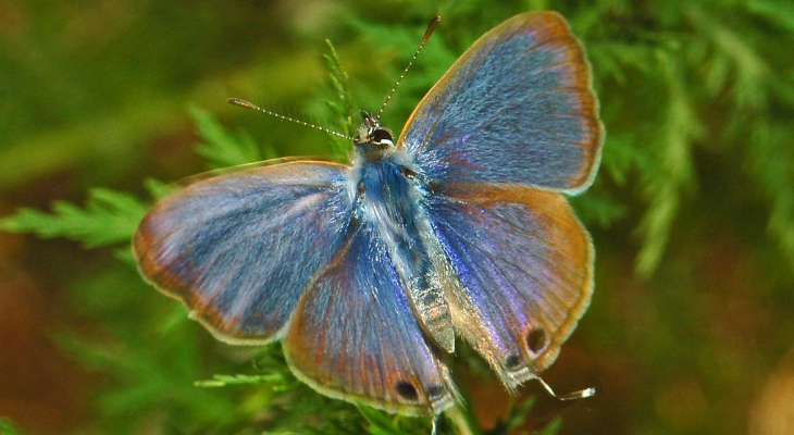 Pea blue or long-tailed blue (Lampides boeticus)