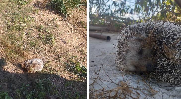 hedgehog