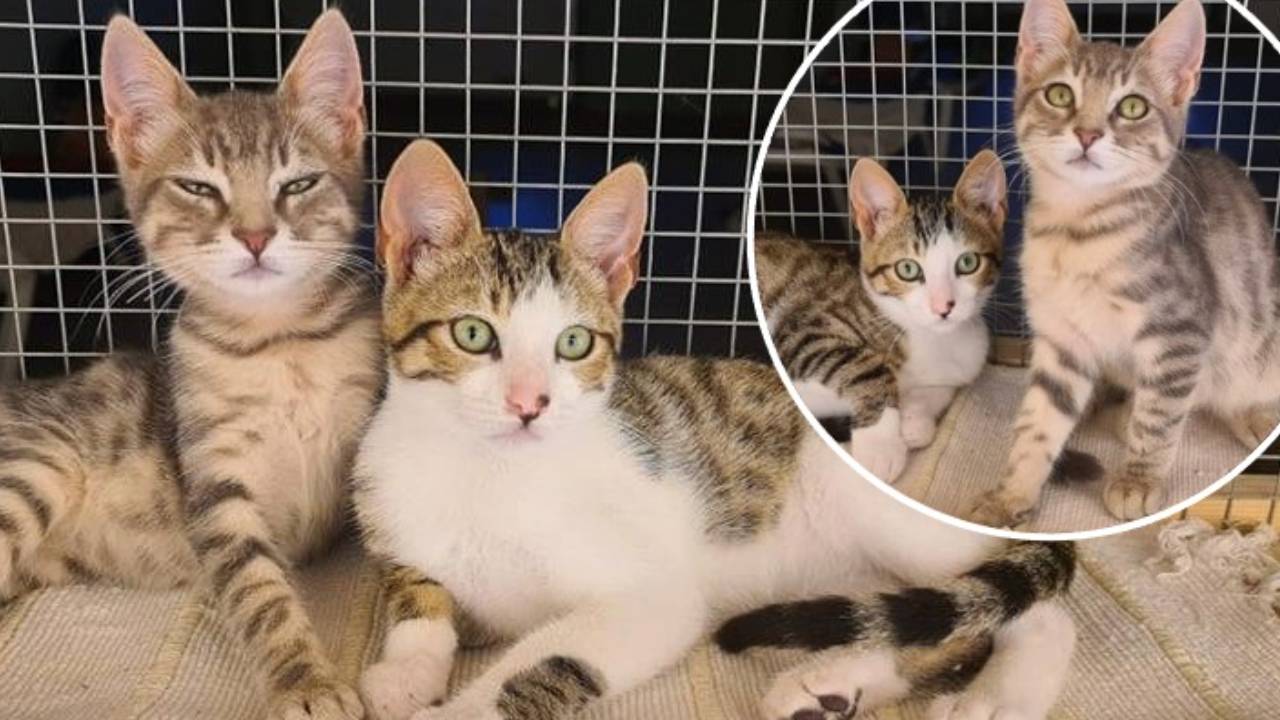 Can you help? Adorable kitten siblings are looking for a home together