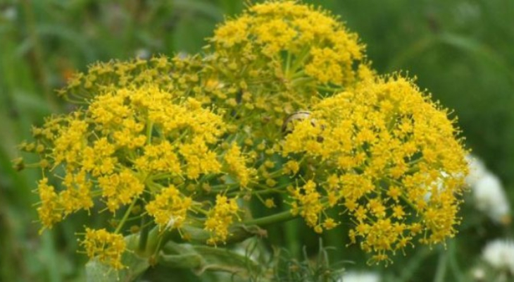 3. Maltese Ferule (Ferula Melitensis)