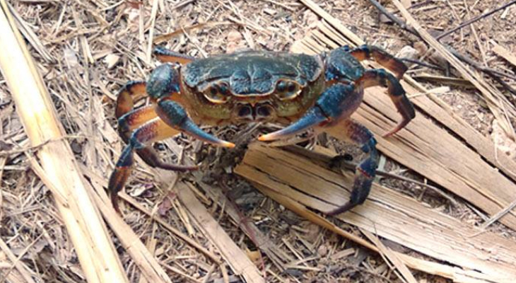 crab