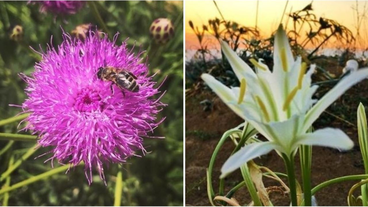 Bloomin’ lovely 5 flowers you may be able to spot in Malta