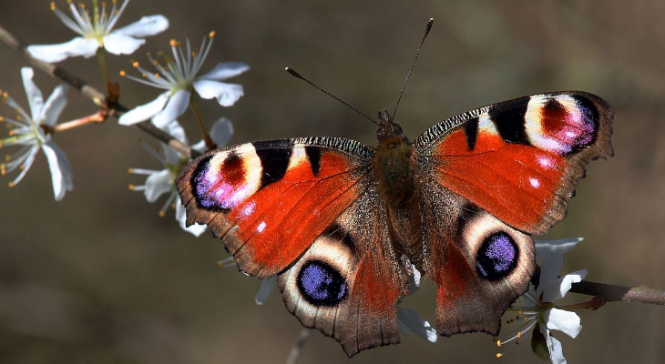 European Peacock (Aglais Io)