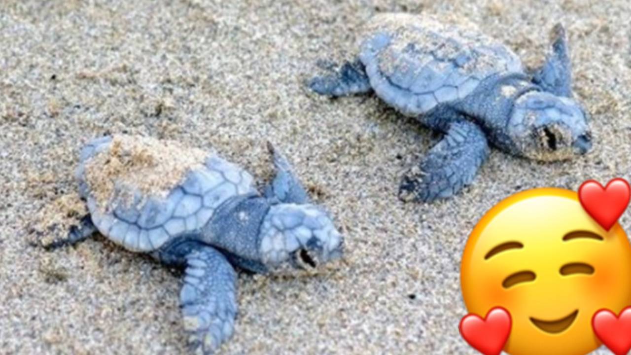 "Good luck babies!" Another 26 turtles hatch from Golden Bay’s nest