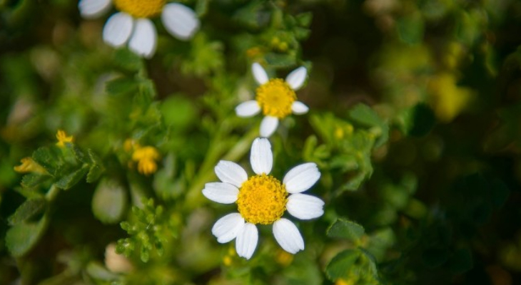 5. Maltese Sea-Chamomile (Anthemis Urvilleana)