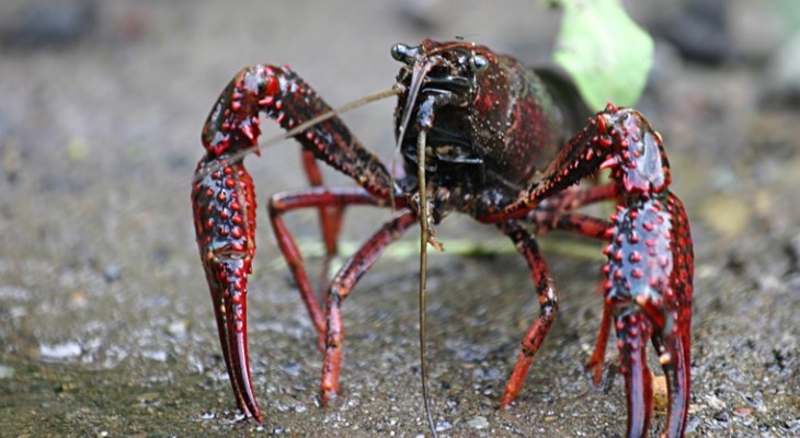 Red Swamp Crayfish