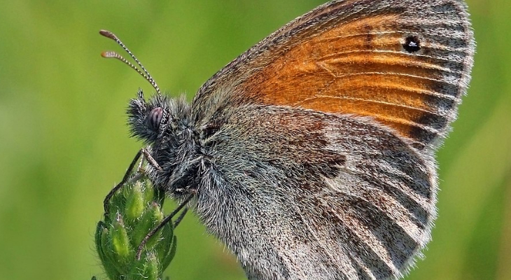 Small Heath (Coenonympha Pamphilus)