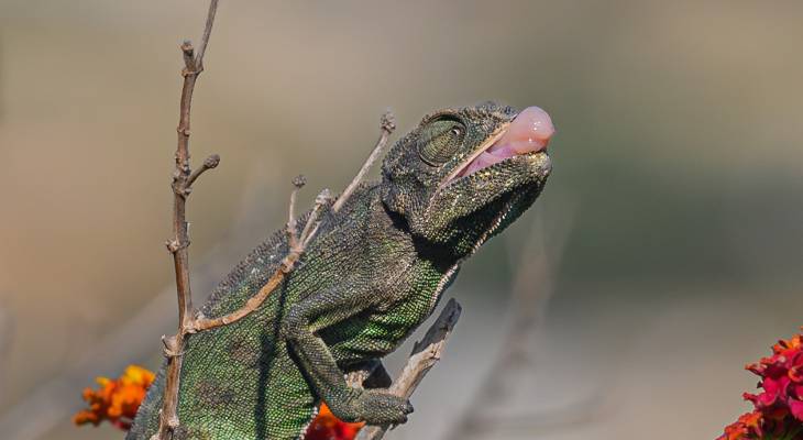 Chameleon