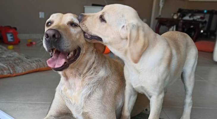 Christine Sciberras via Labradors & Friends Malta / Facebook