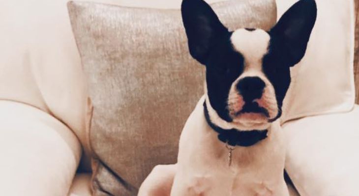 La Pooch Boutique