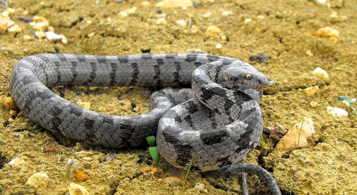 Cat snake Jeffrey Sciberras