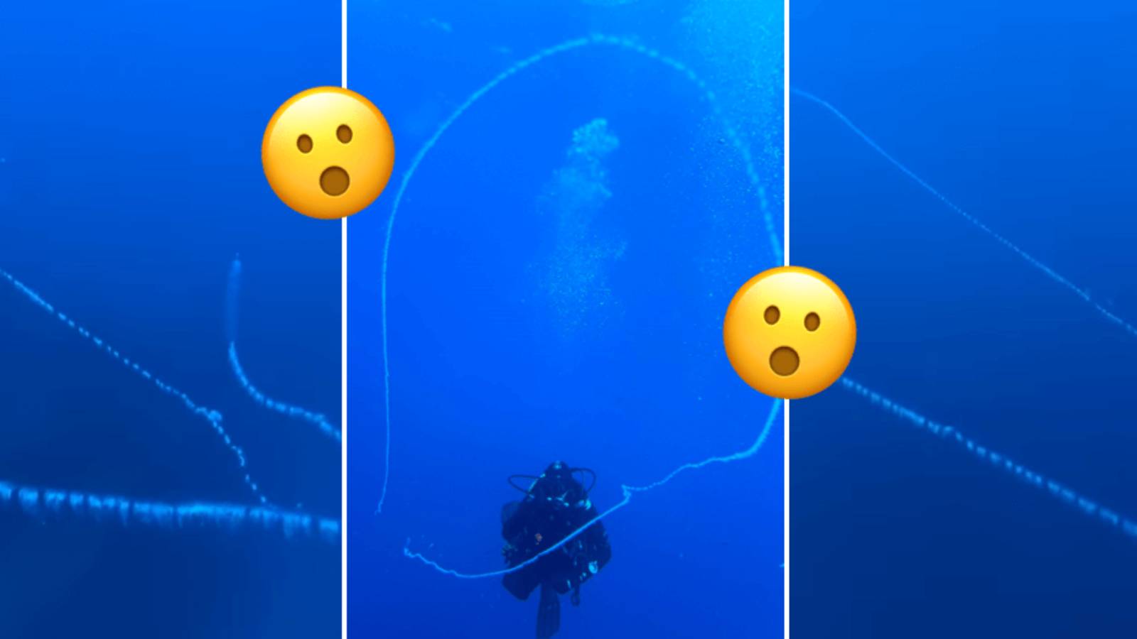 Watch out! Giant threemetre barbed wire jellyfish spotted close to