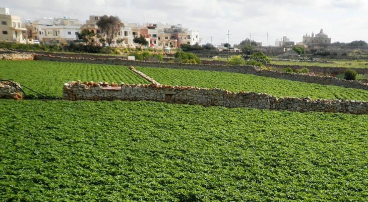 potato fields