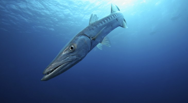 Barracuda