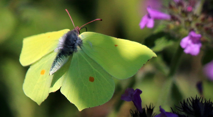 Common brimstone butterfly (Gonepteryx rhamni) male