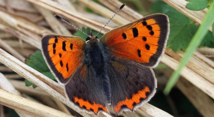 Small copper (Lycaena phlaeas)