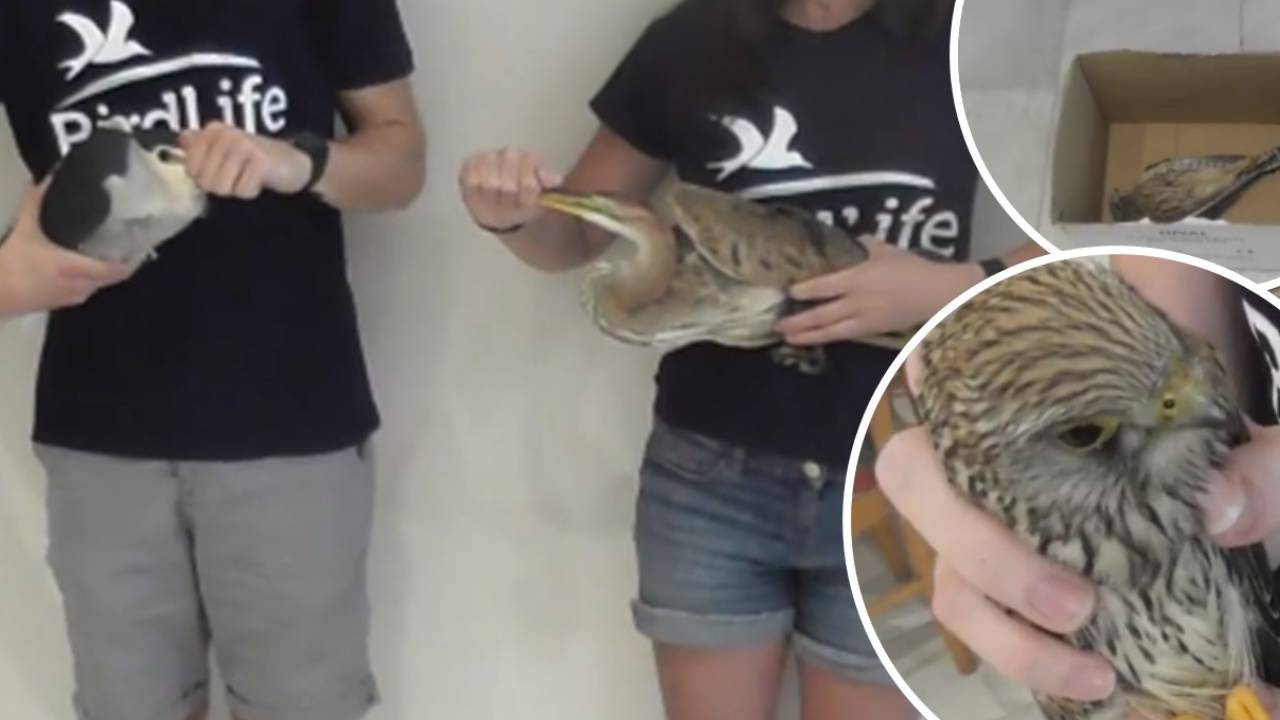 5 more protected birds found with shot injuries, one month into Malta's