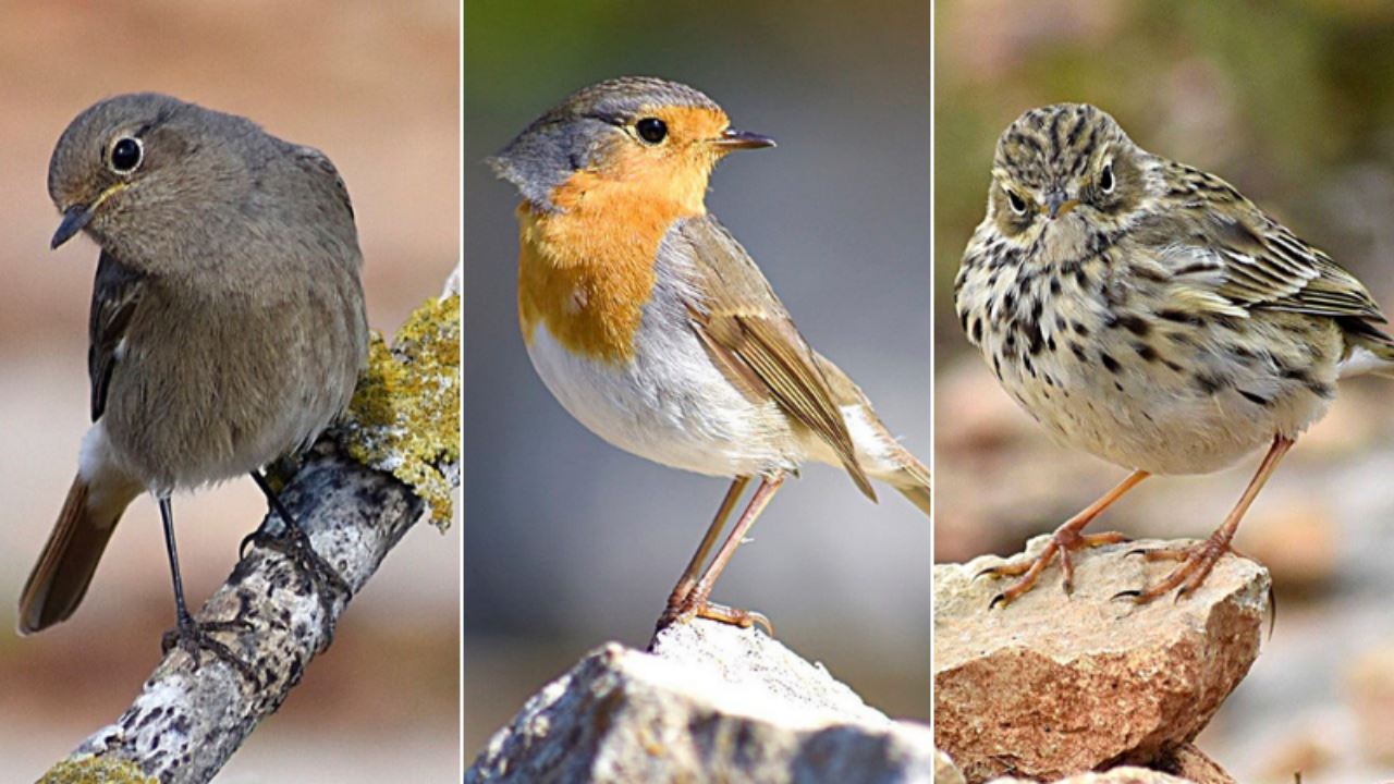 Little beauties! 7 shots of wild birds in Malta this February