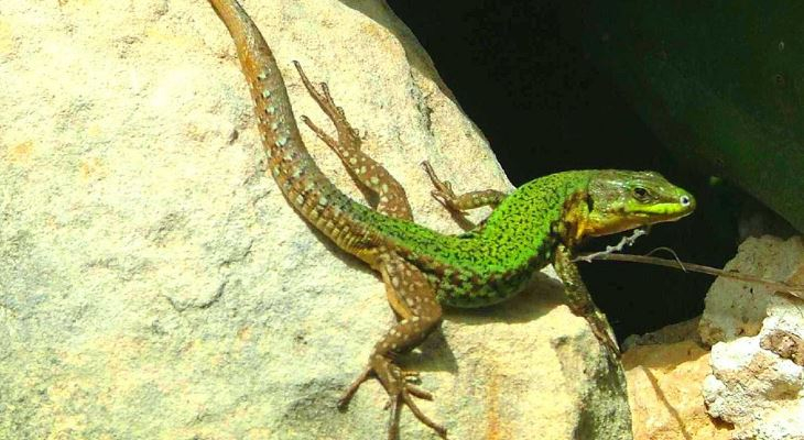 Podarcis filfolensis ssp. Maltensis by Jeffrey Sciberras