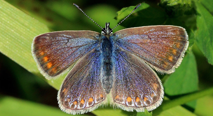 Common blue butterfly (Polyammatus Icarus) female