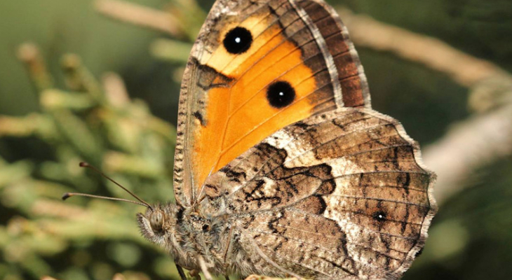 Sicilian Grayling (Hipparchia Blachieri)