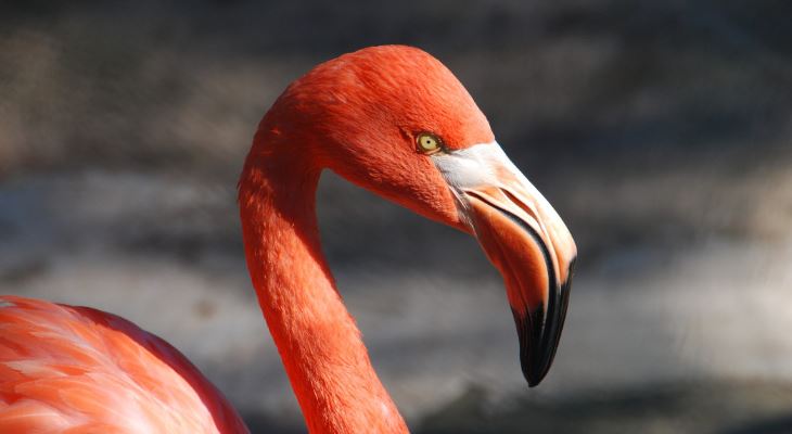 Pretty in pink: tomorrow morning you can watch these glorious Greater Flamingos – live!
