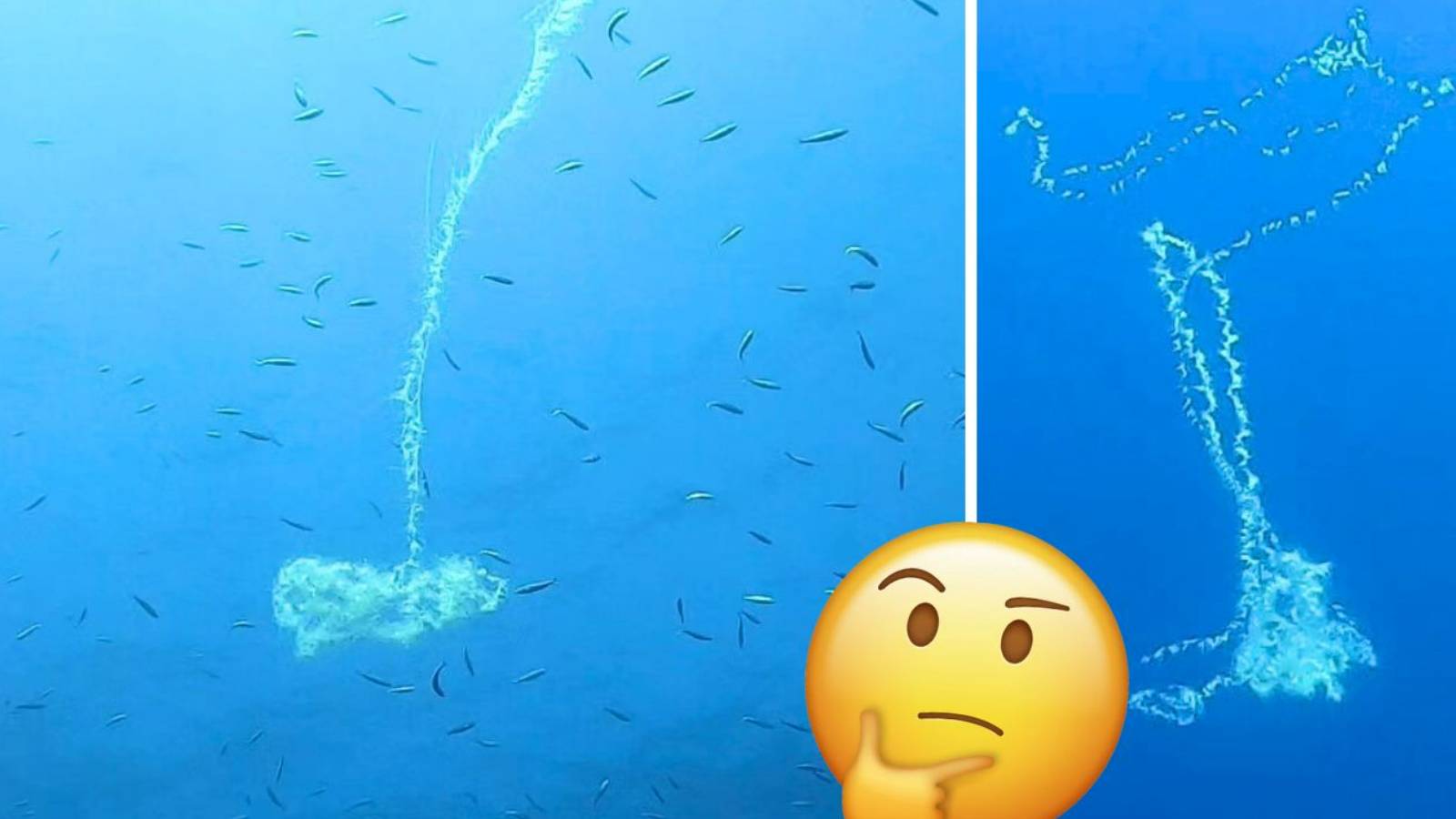 Another nasty jellyfish! Scary ‘barbed wire’ jellyfish spotted in