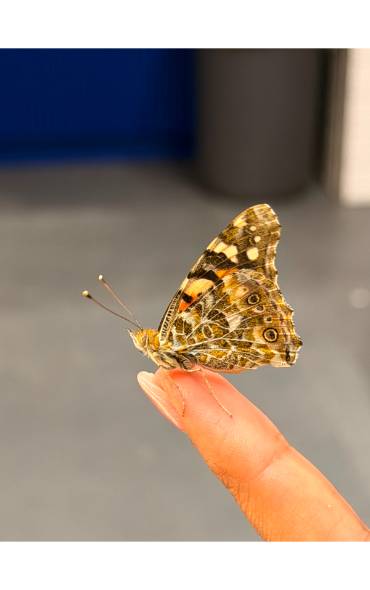 painted lady