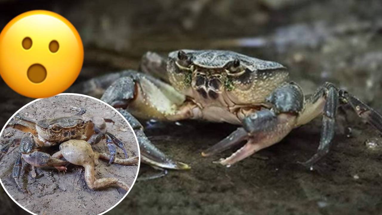Woah there, tough guy! Maltese freshwater crab captured devouring its