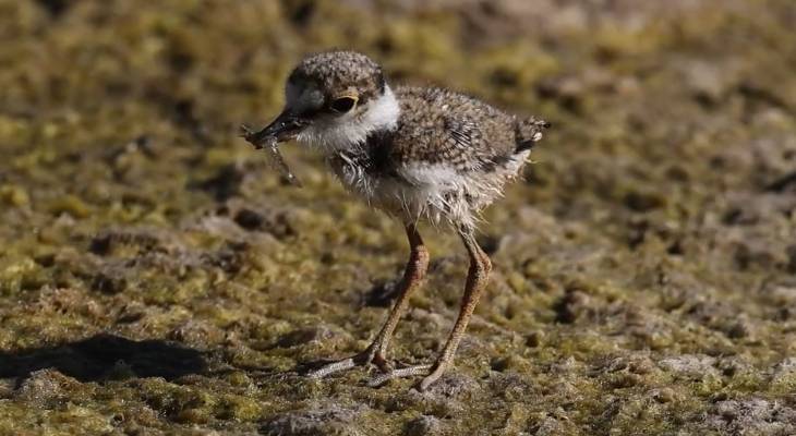 Little ringed plover