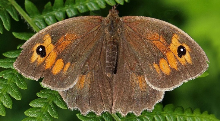 Meadow Brown (Maniola Jurtina)