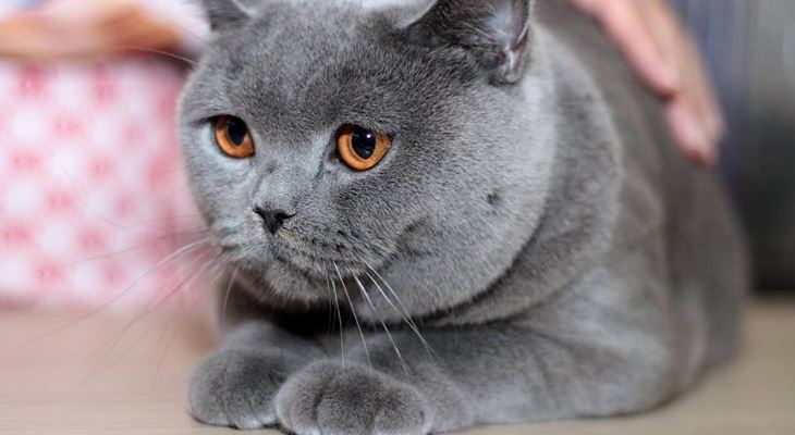 Di Karlo British Shorthair Cattery