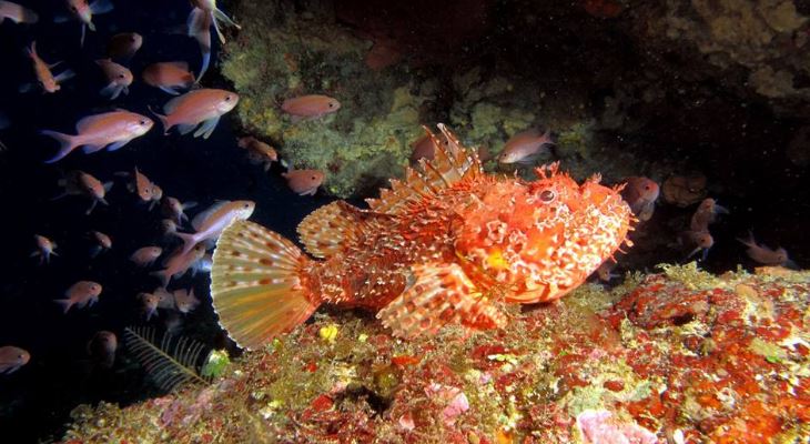 Atlantis Dive Centre