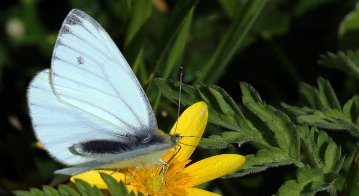 Green-Veined White Butterfly (Pieris Napi) male