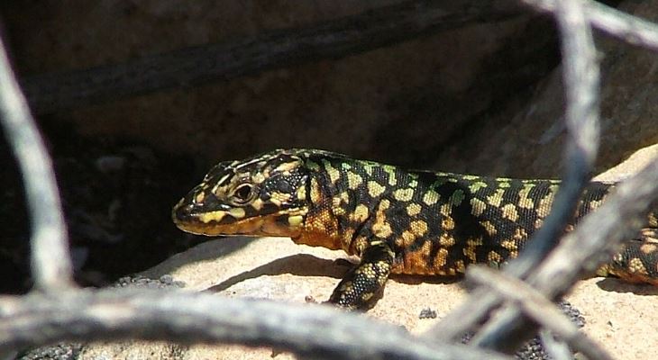 Podarcis filfolensis ssp. Generalensis by Jeffrey Sciberras