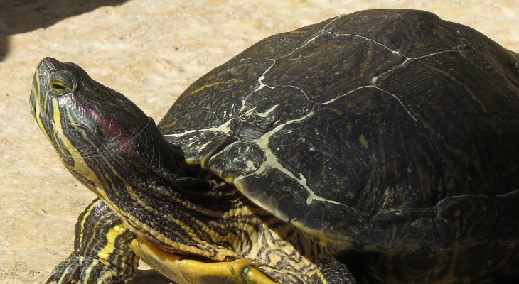 Red Eared Slider