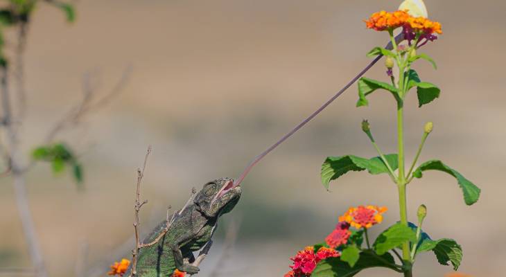 Chameleon