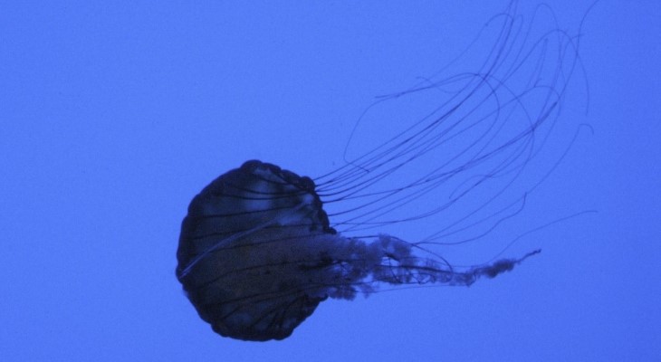 Jellyfish